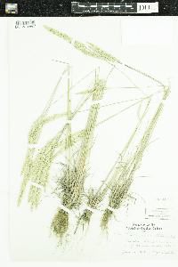 Koeleria macrantha image