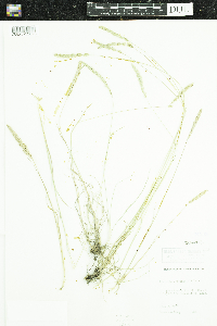 Koeleria macrantha image