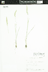 Koeleria macrantha image