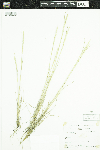 Koeleria macrantha image
