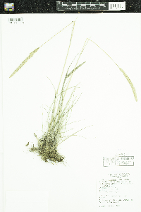 Koeleria macrantha image