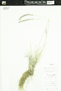 Koeleria macrantha image