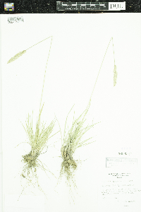 Koeleria macrantha image