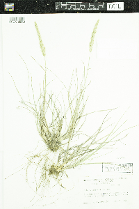 Koeleria macrantha image