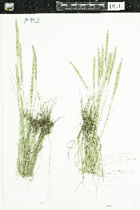 Koeleria macrantha image