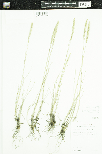 Koeleria macrantha image
