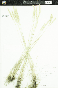 Koeleria macrantha image