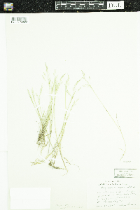 Media resource of Glyceria striata