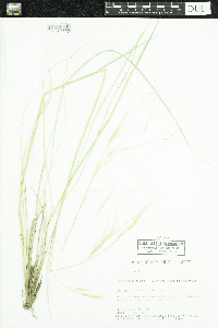 Hesperostipa spartea image