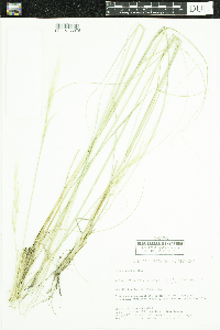 Hesperostipa spartea image