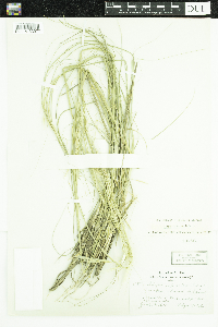 Hesperostipa spartea image