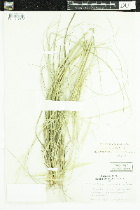 Hesperostipa spartea image