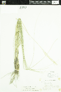 Hesperostipa spartea image