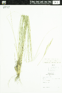 Hesperostipa spartea image