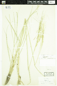 Hesperostipa spartea image