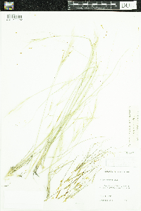 Hesperostipa spartea image