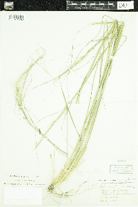 Hesperostipa spartea image