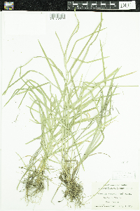 Glyceria striata image