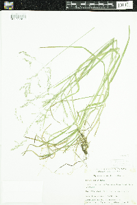 Glyceria striata image