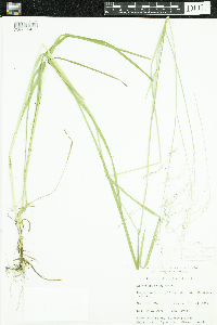 Glyceria striata image