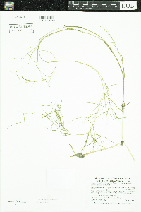 Stuckenia pectinata image