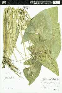 Sagittaria latifolia image