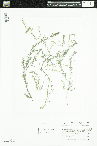 Elodea nuttallii image