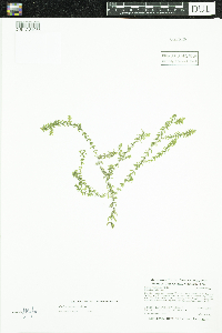 Elodea canadensis image