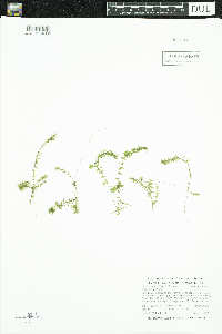 Elodea nuttallii image