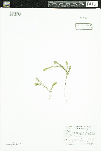 Elodea nuttallii image