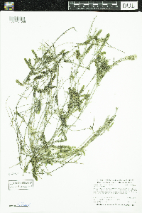 thumbnail image of current specimen