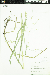 Glyceria canadensis image