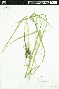thumbnail image of current specimen