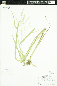Glyceria canadensis image