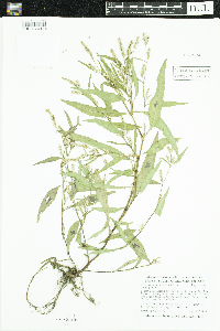 Persicaria lapathifolia image