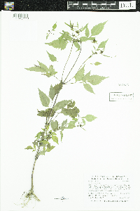 Bidens frondosa image