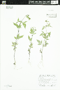 Bidens frondosa image