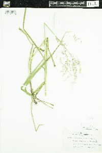 Glyceria canadensis image