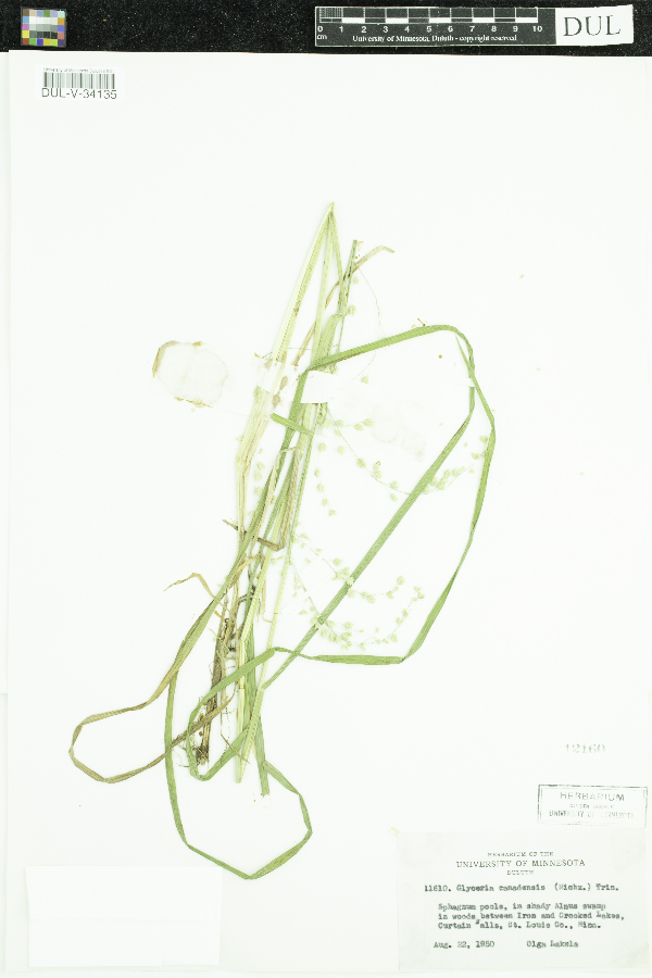 Glyceria canadensis image