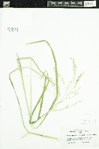 Glyceria canadensis image