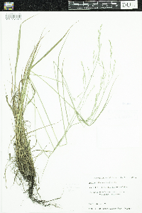 Festuca subverticillata image