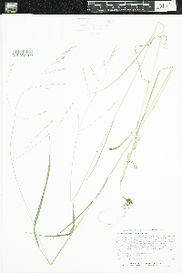 Festuca subverticillata image