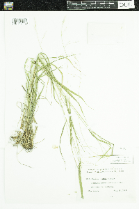 Festuca subverticillata image