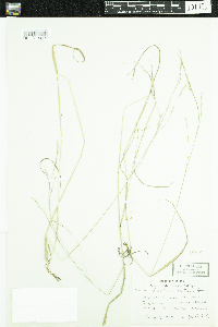 Festuca subverticillata image