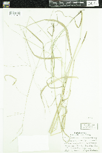 Festuca subverticillata image