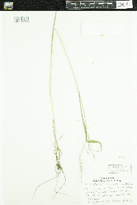 Festuca subverticillata image