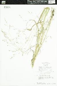 Festuca subverticillata image