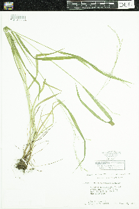 Festuca subverticillata image