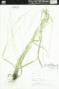 Festuca subverticillata image