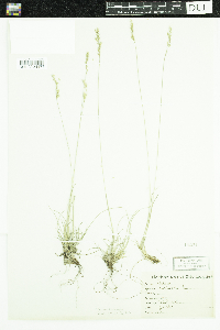 Media resource of Festuca trachyphylla